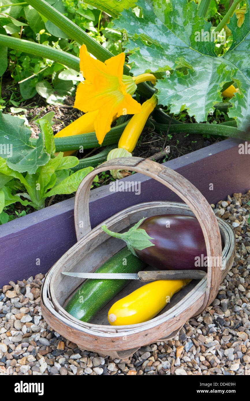 Courgette, 'Soleil' growing in small raised bed, with trug of harvested courgettes and aubergine. Stock Photo