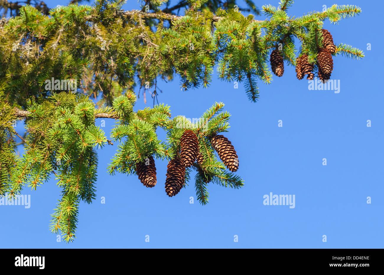 Fir tree branches above blue clear sky Stock Photo