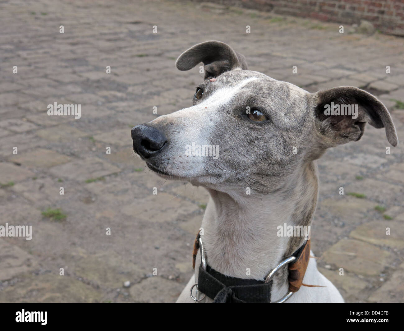 Grey pet dog, looking up, obediently Stock Photo