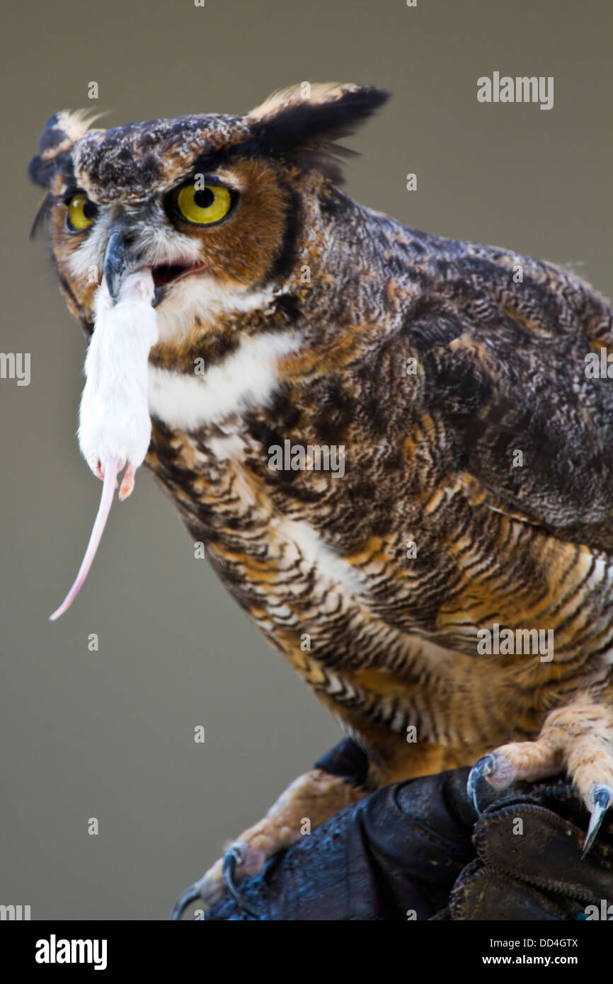 Great Horned Owl, (Bubo virginianus) eating a mouse Photographed in Indiana, USA Stock Photo