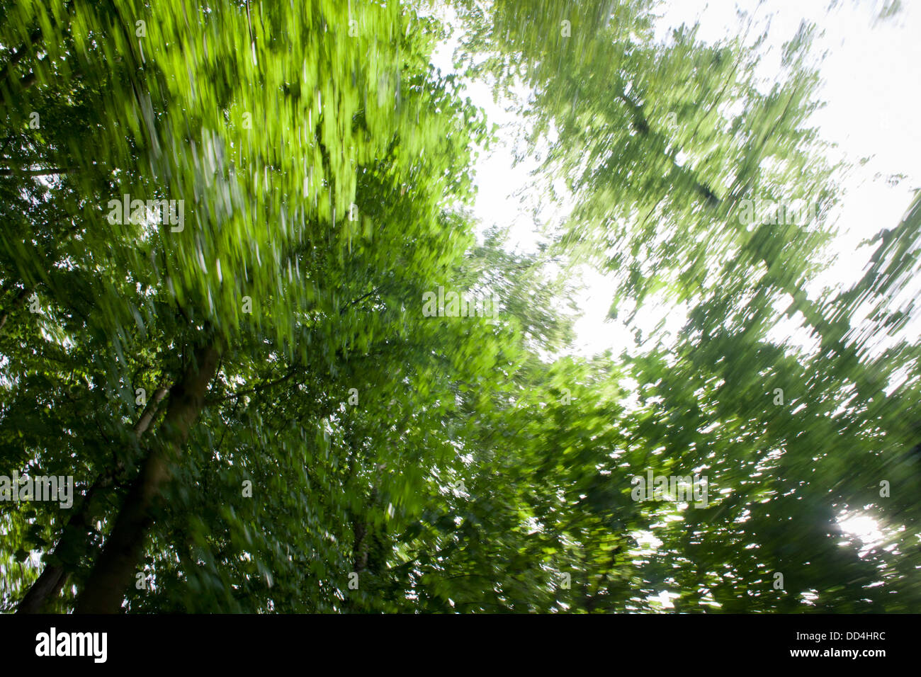 Blurred vegetation of beech trees during a daydream moment in a Somerset forest. Stock Photo