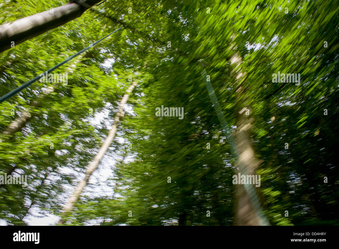 Blurred vegetation of beech trees during a daydream moment in a Somerset forest. Stock Photo
