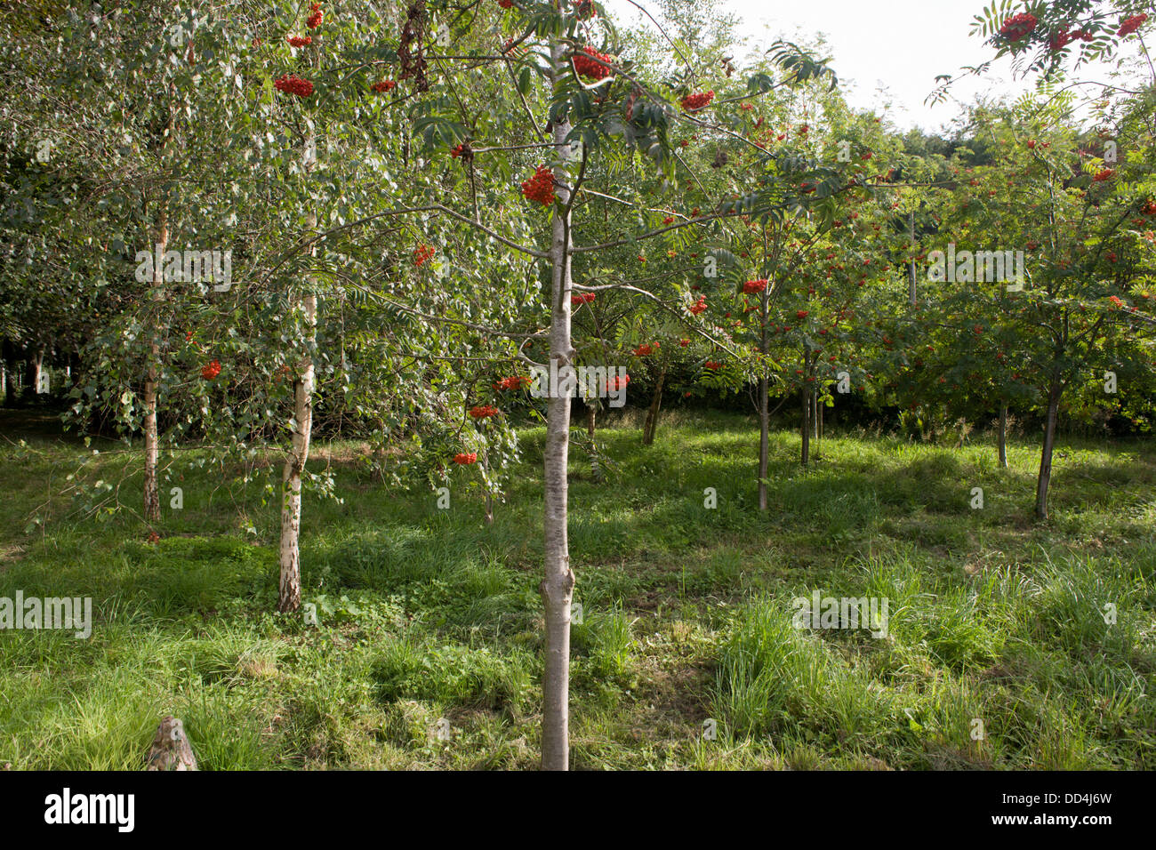 Sapling rowan trees with red berries growing on land in Somerset. Stock Photo