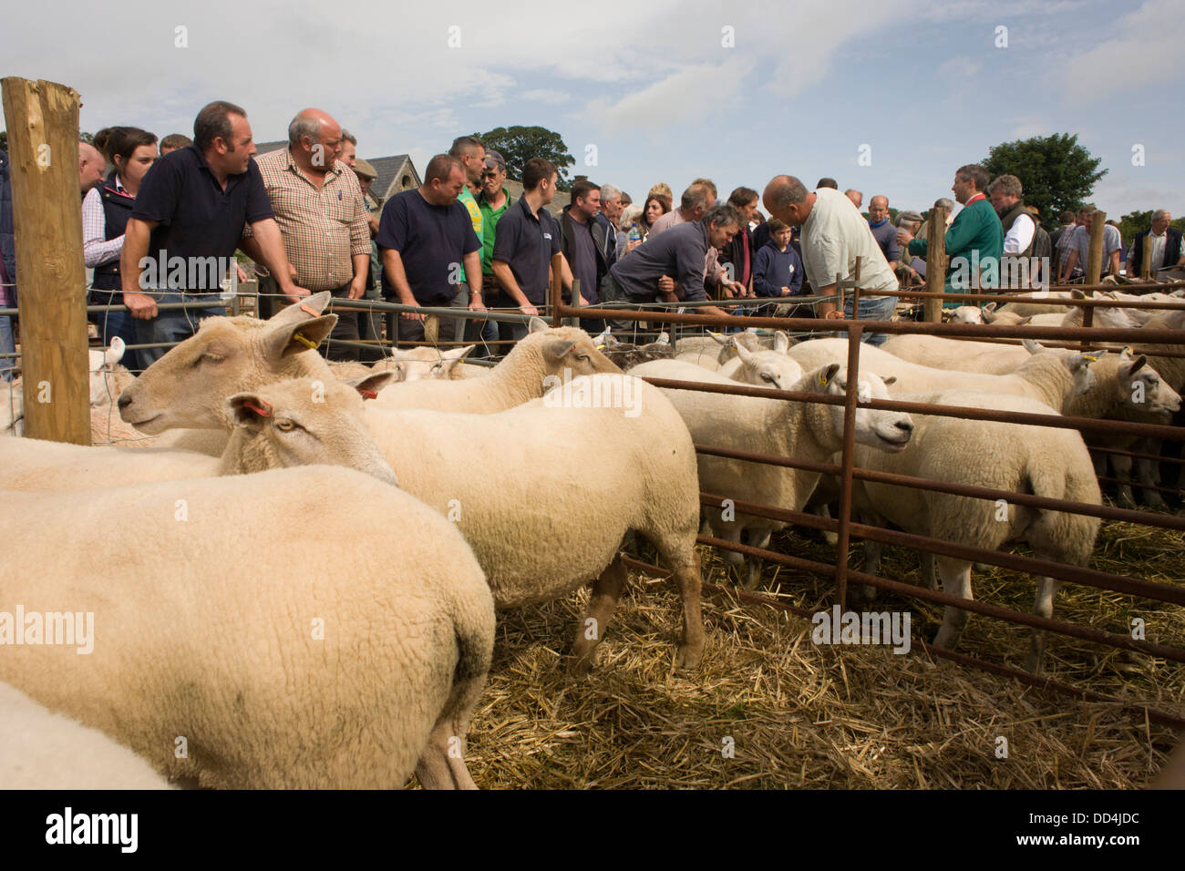 Buyers for sheep up for auction at the ancient annual Priddy Sheep Fair