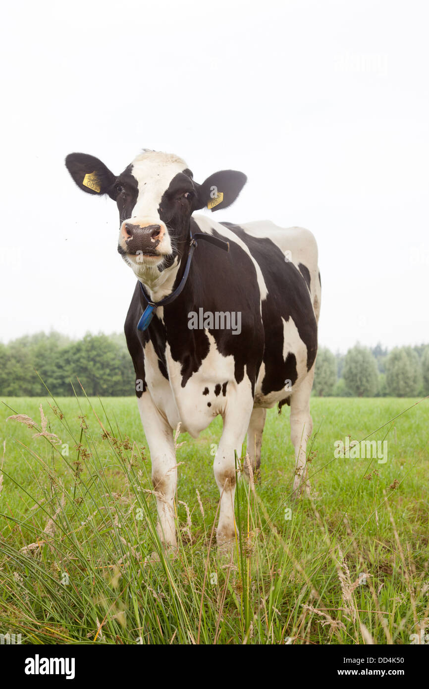 black and white cow standing in green meadow Stock Photo - Alamy