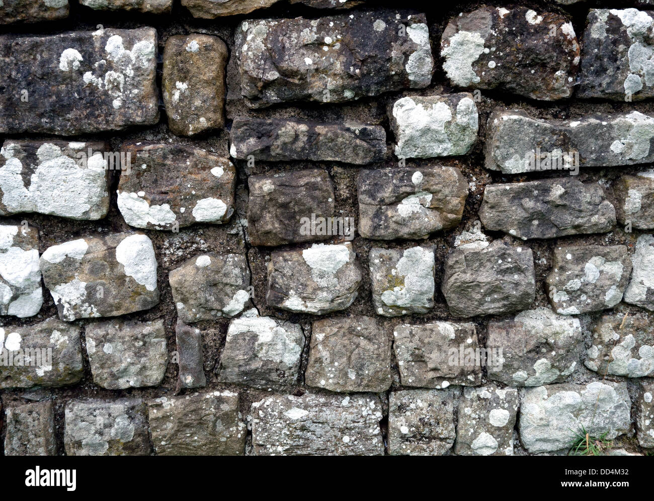 Close up of section of Hadrian's Wall near Hexham, Northumberland ...