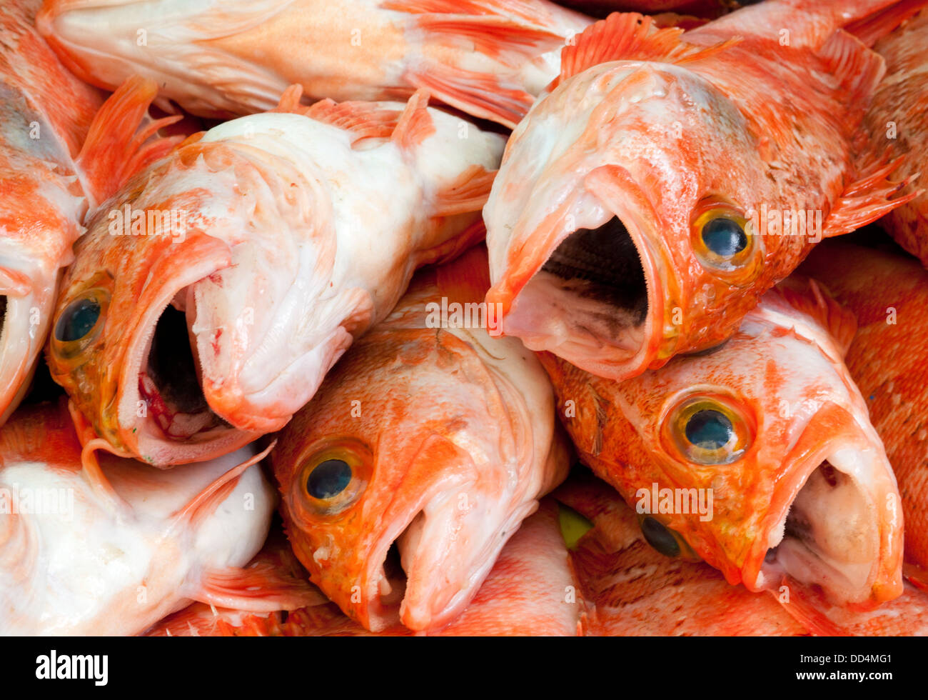 Spanish fish deals