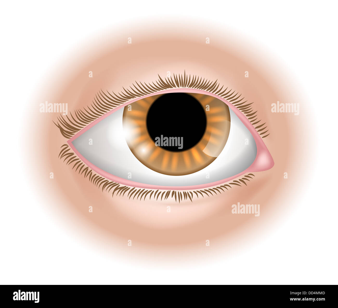 An illustration of a human eye body part, could represent sight in the five senses Stock Photo