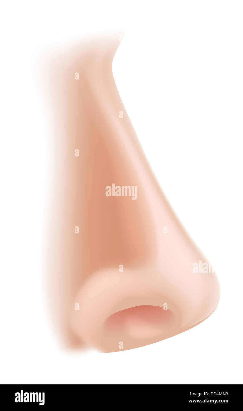 An illustration of a human nose body part, could represent smell in the five senses Stock Photo