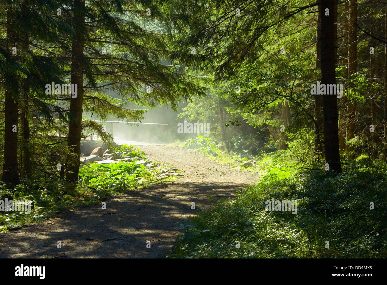 Morning sun beams in the forest Stock Photo - Alamy