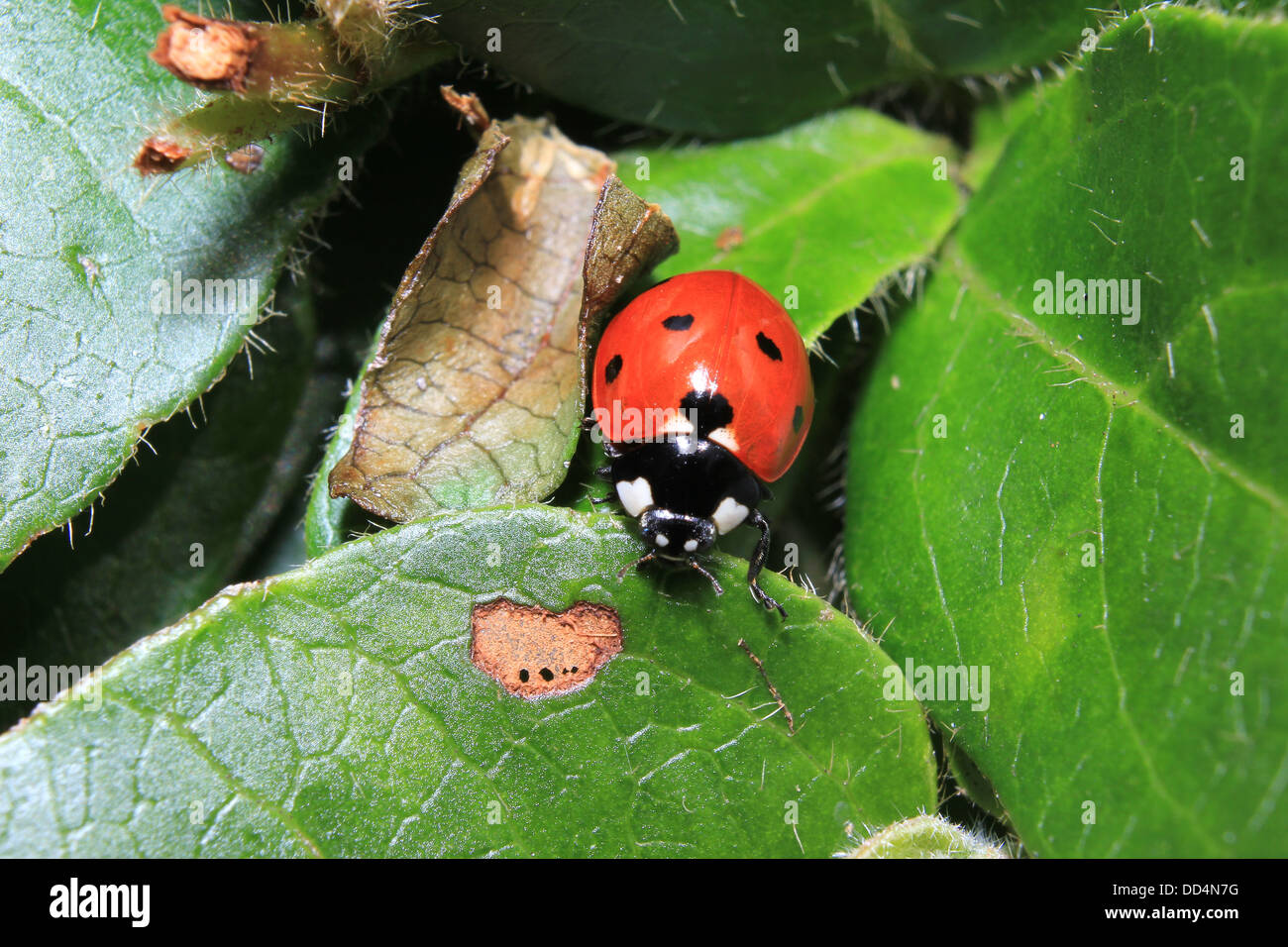 7-spot ladybird Coccinella septempunctata Stock Photo
