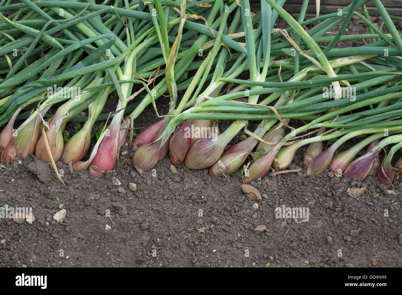 Banana shallots hires stock photography and images Alamy