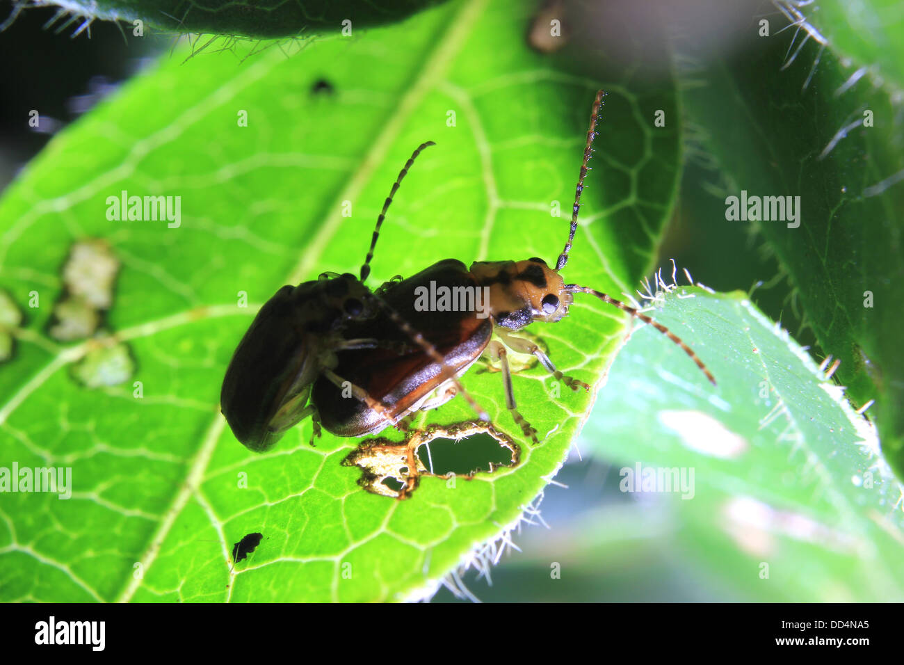 Mating viburnum leaf beetles Stock Photo Alamy