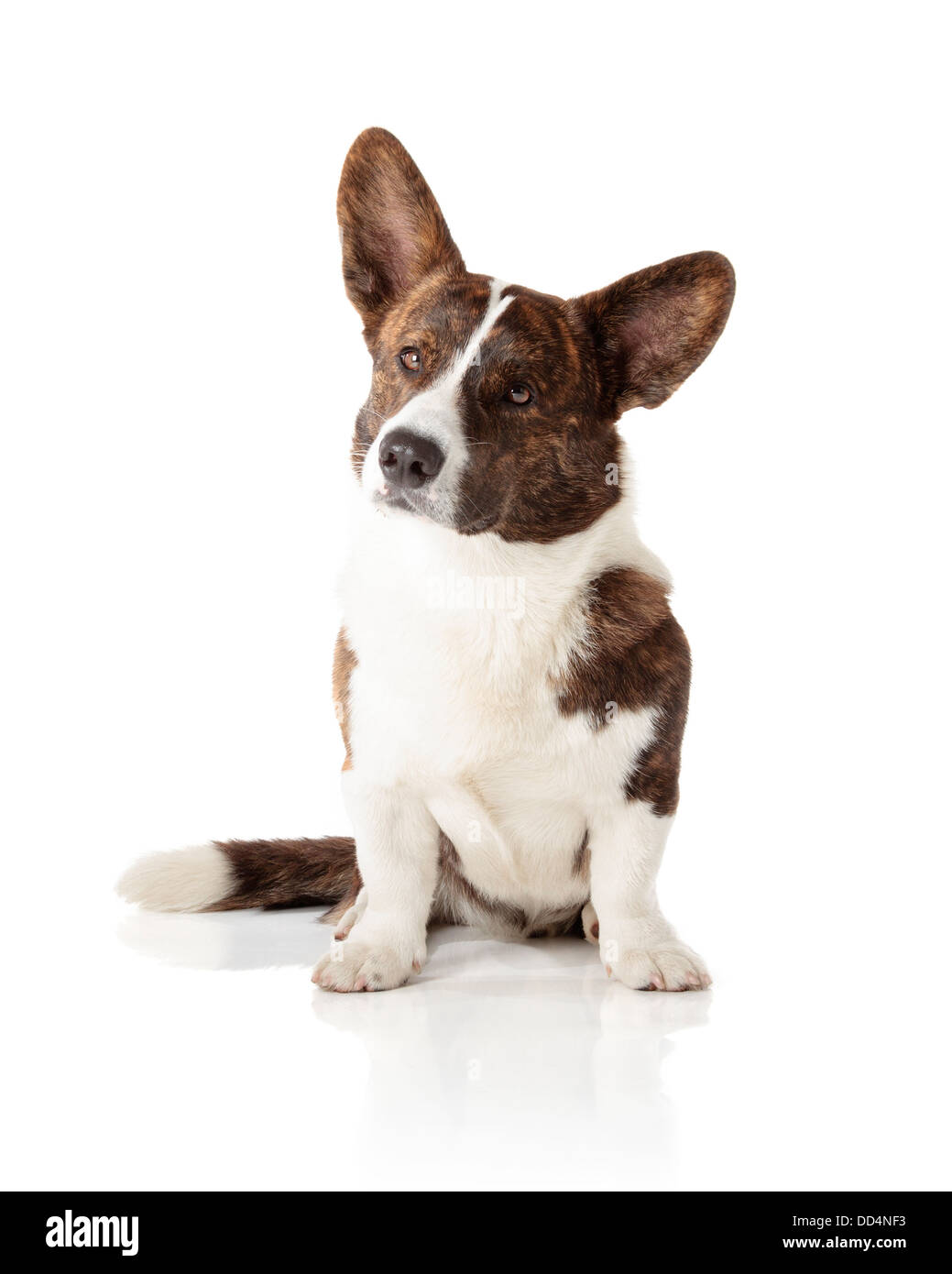 Welsh Corgi Cardigan isolated on white background Stock Photo