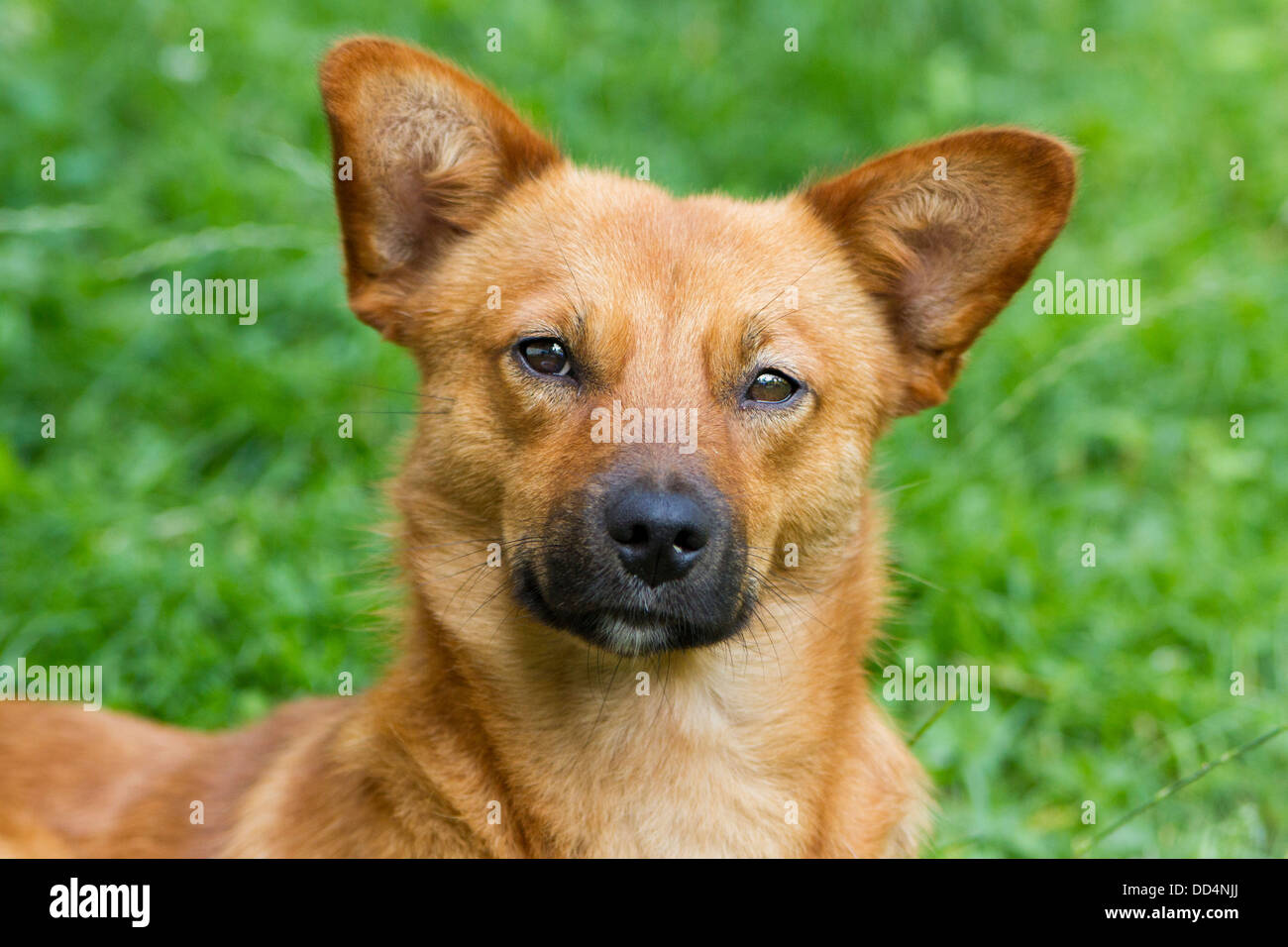 Portrait of golden dingo dog Stock Photo