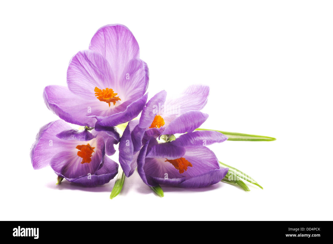 Spring Crocus flowers Stock Photo