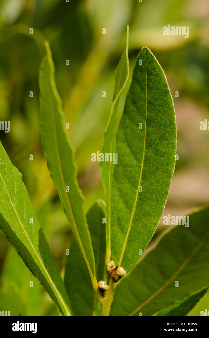 Bay laurel flower buds hires stock photography and images Alamy