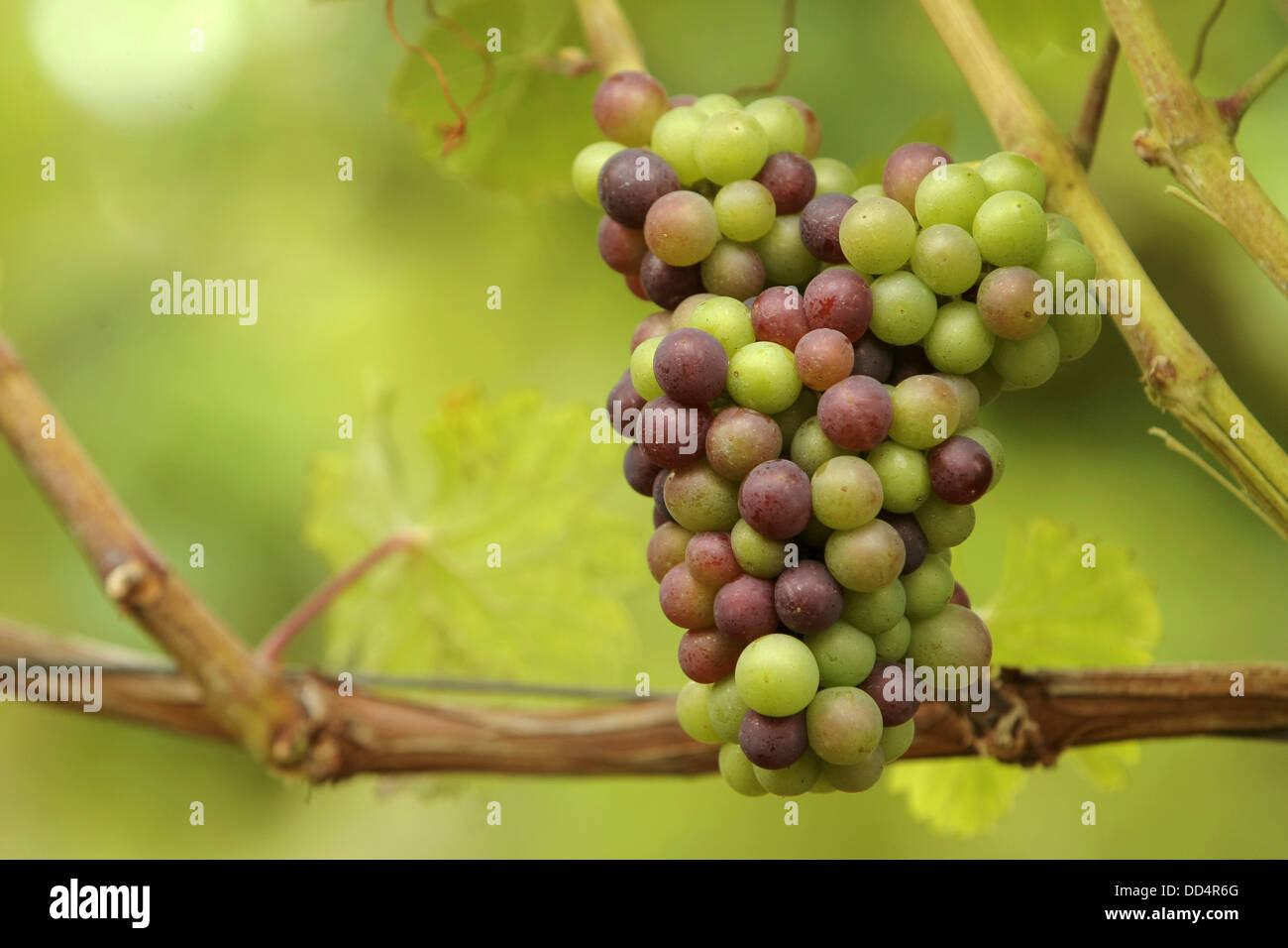 Partially ripe grapes of wine type Riesling hang in the vineyard of ...