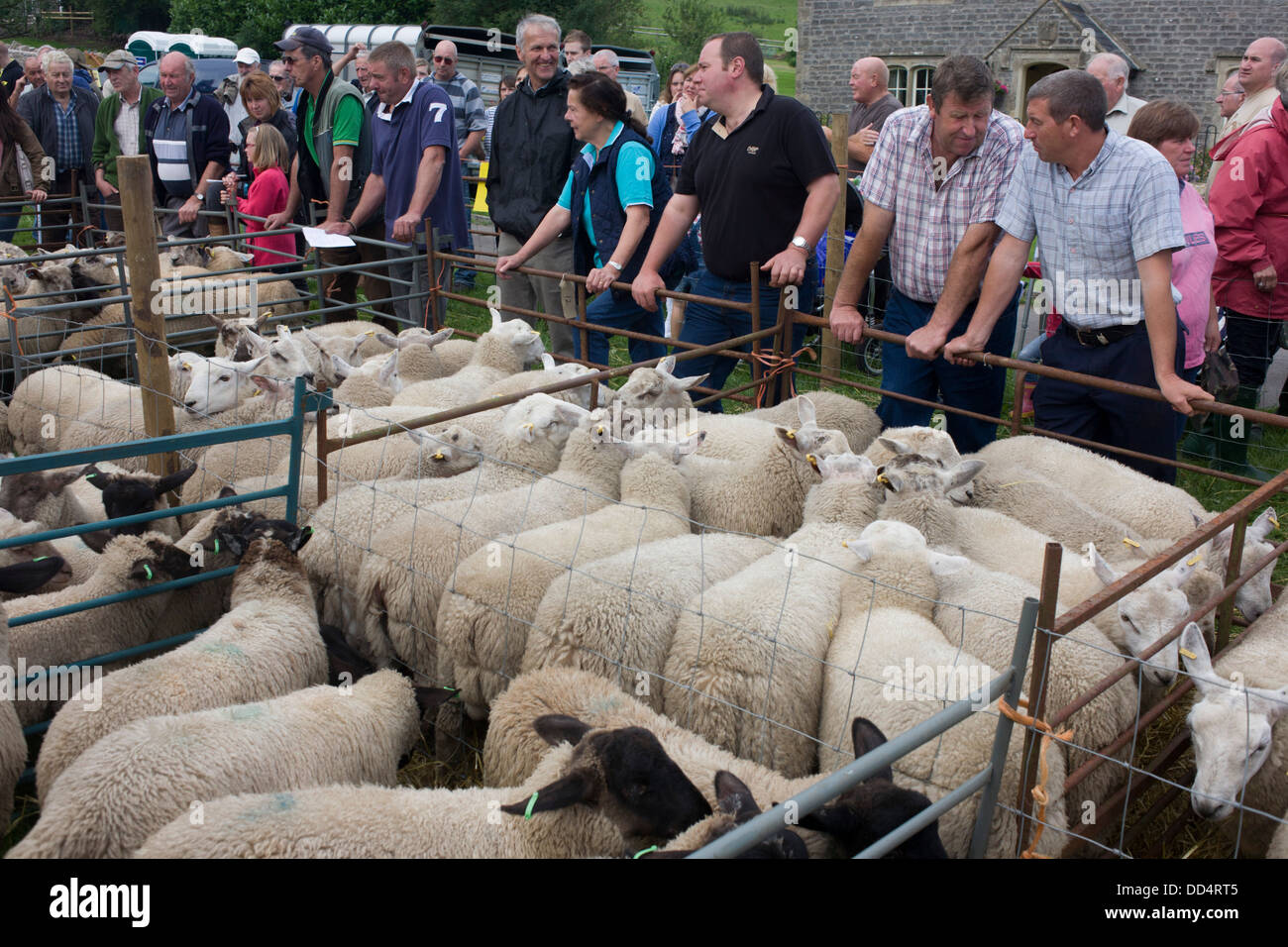 Buyers for sheep up for auction at the ancient annual Priddy Sheep Fair