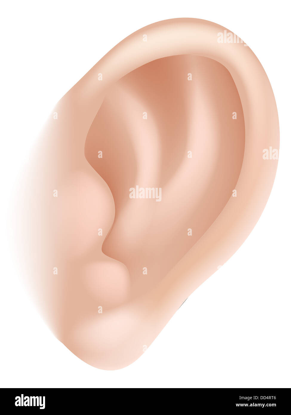 An illustration of a human ear body part, could represent hearing in the five senses Stock Photo