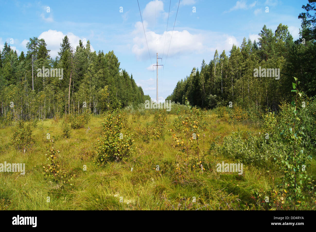 power lines in the forest Stock Photo - Alamy