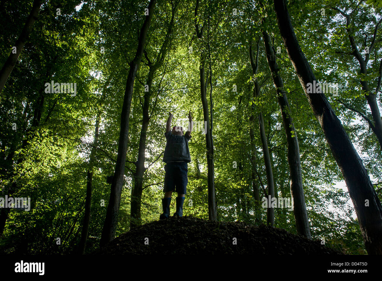 A four year-old boy plays below beech trees on a mound in Somerset woods. Stock Photo