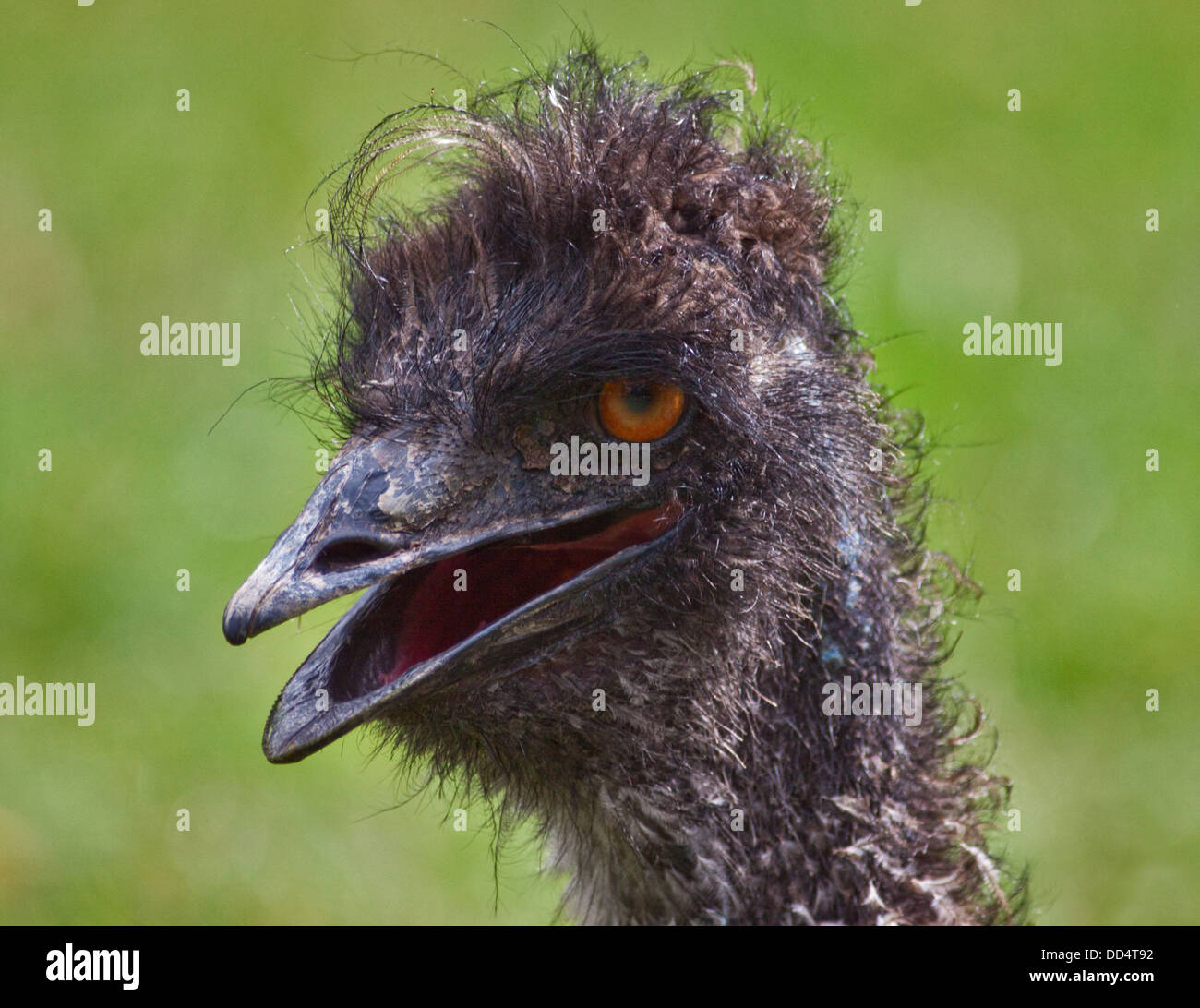 Emu (dromaius novaehollandiae) Stock Photo