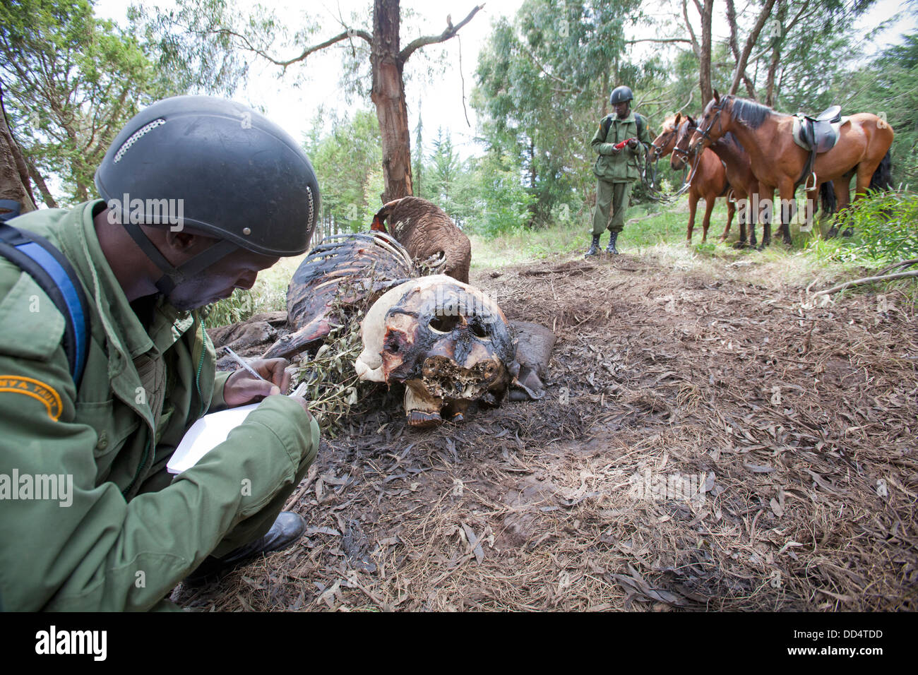 Anti-poaching patrol on horseback record information about an elephant carcass poached for ivory and meat, Mount Kenya NP, Kenya Stock Photo