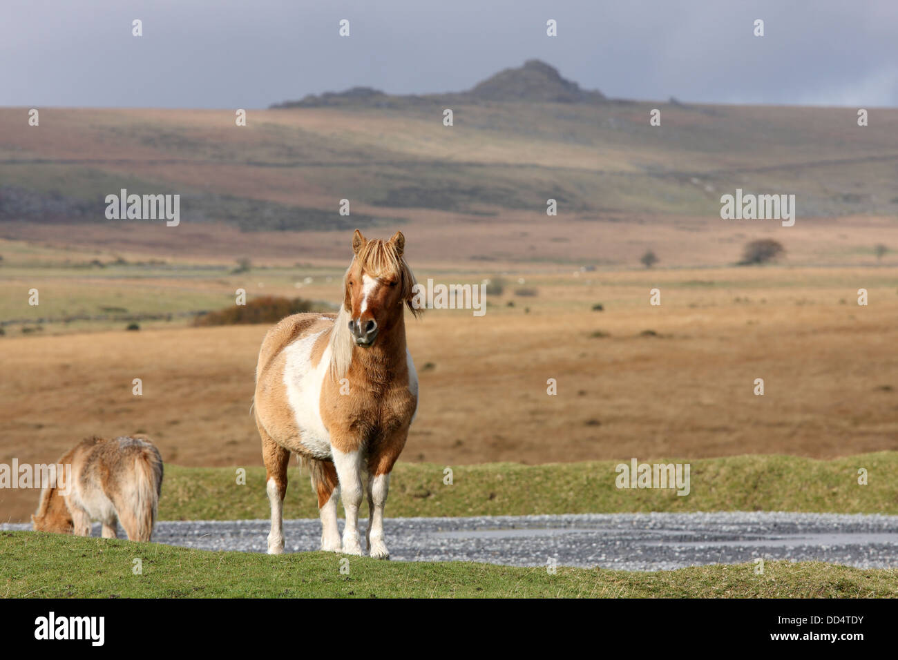 Dartmoor ponies, Dartmoor, Devon, UK Stock Photo Alamy
