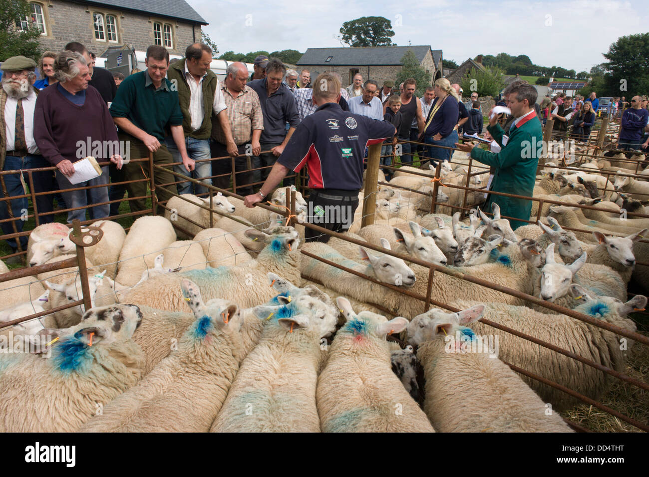 Sheep up for auction at the ancient annual Priddy Sheep Fair in