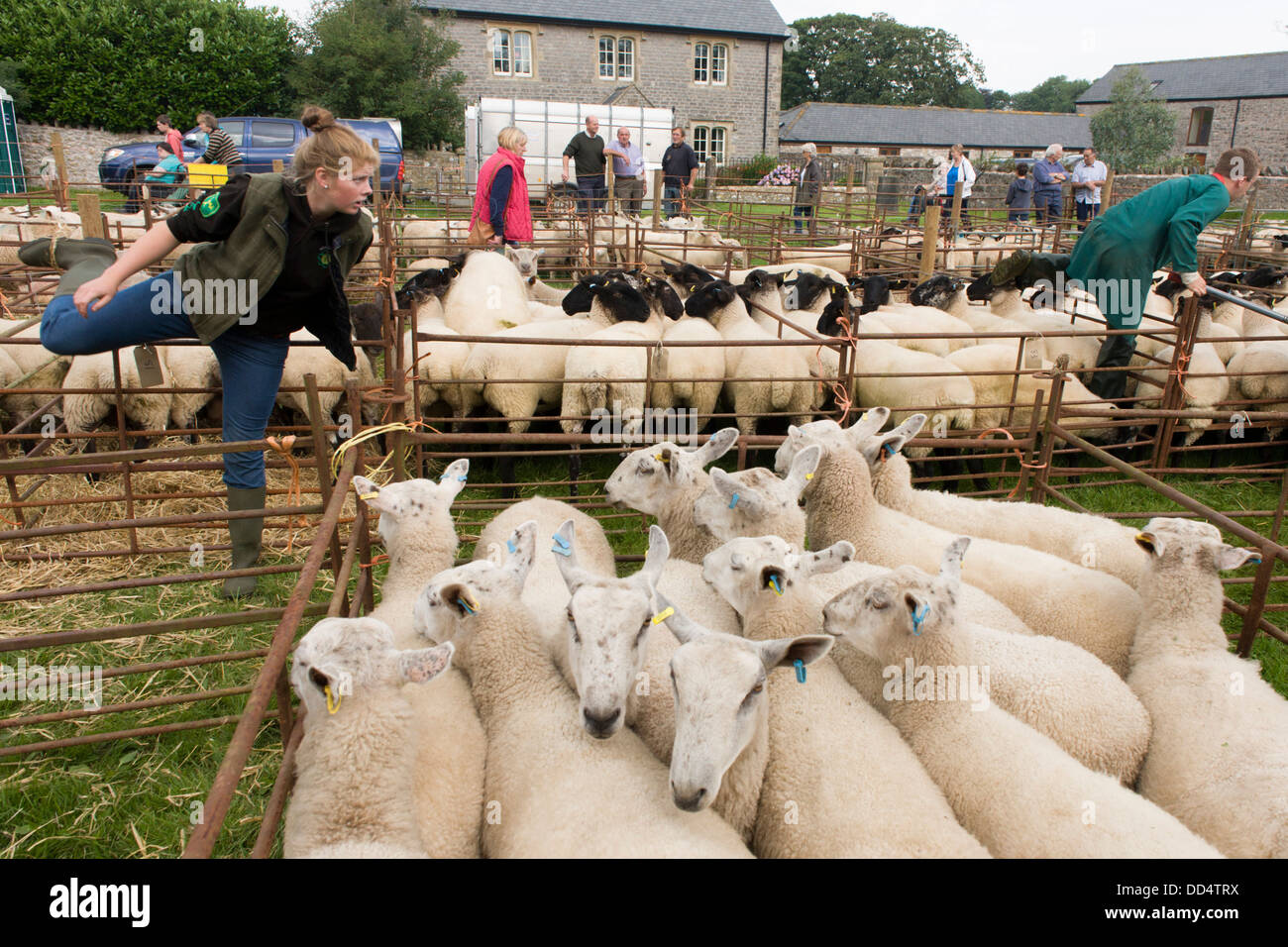 Sheep up for auction at the ancient annual Priddy Sheep Fair in