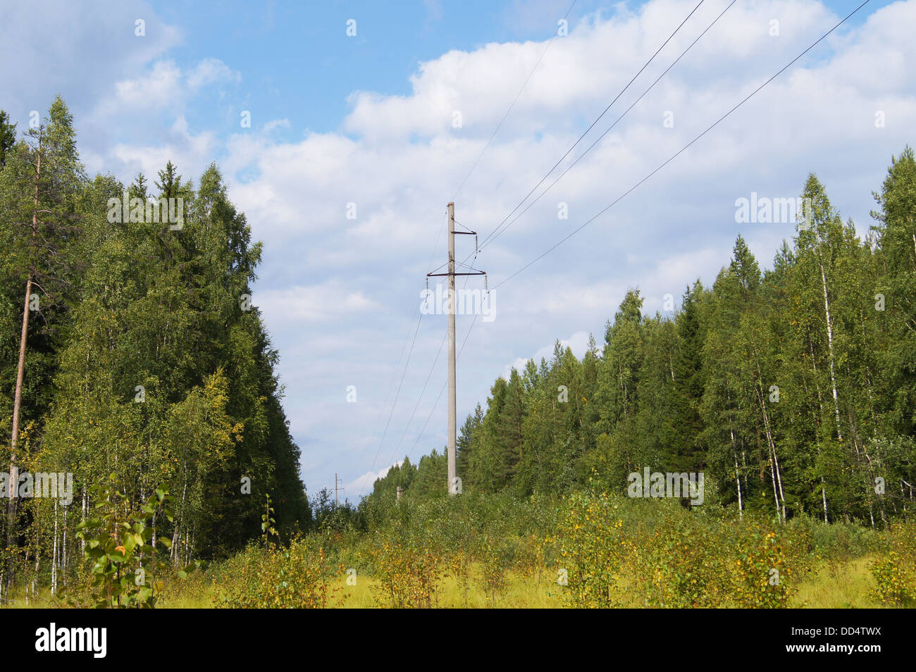 power lines in the forest Stock Photo - Alamy