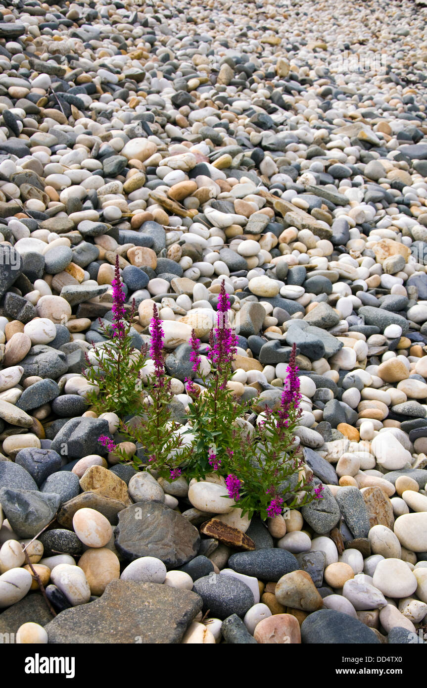 Purple Loosestrife flowering wild plant growing through stones on a beach Stock Photo
