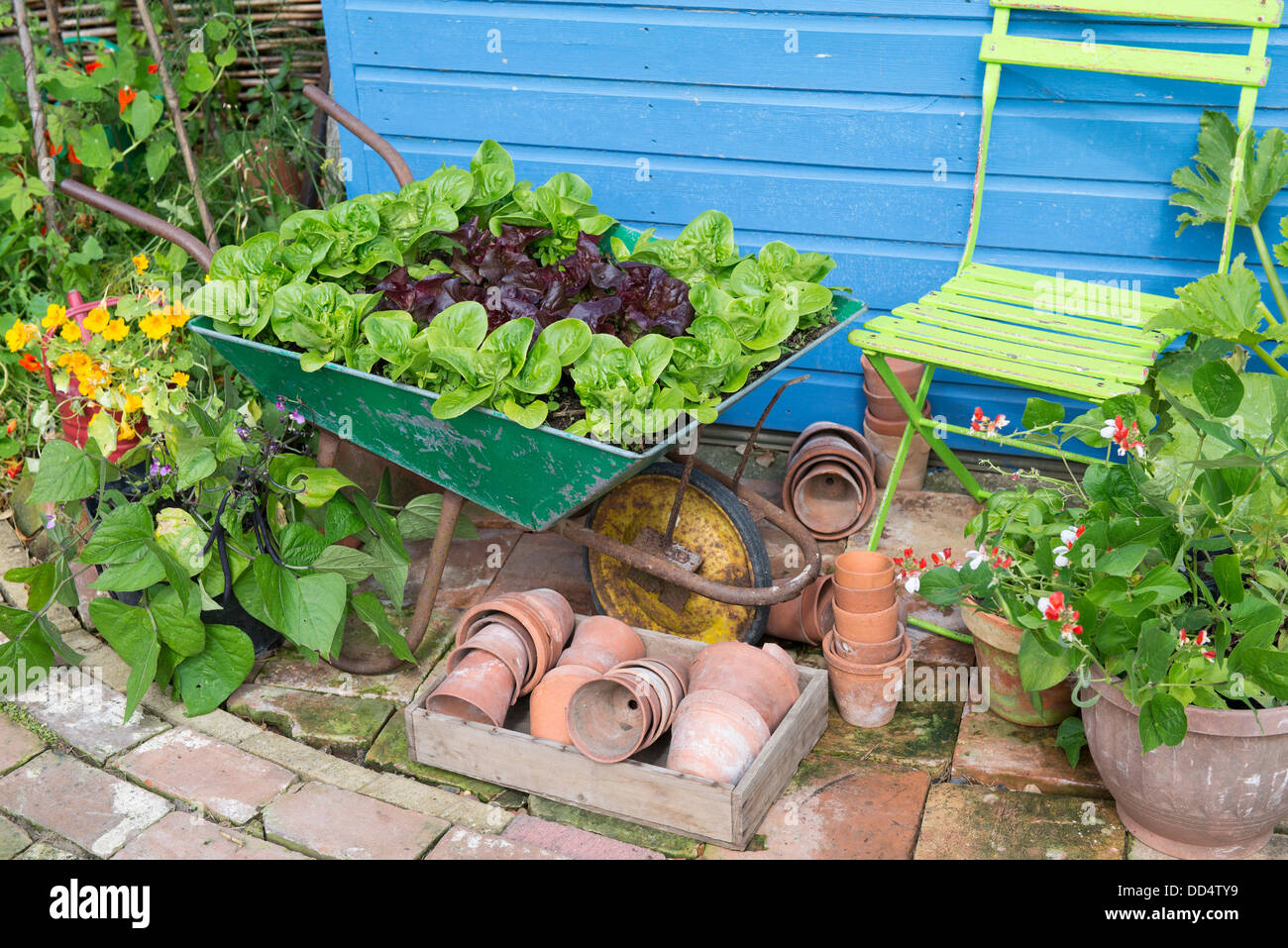 Small garden corner with old wheelbarrow planted with lettuce varieties 'Little gem pearl' and 'Dazzle' Stock Photo