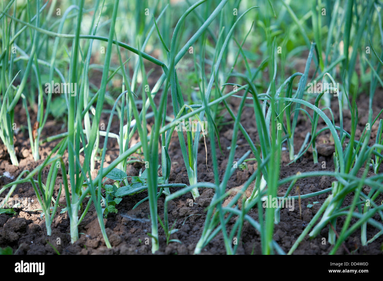 Cultivation of onions hi-res stock photography and images - Alamy