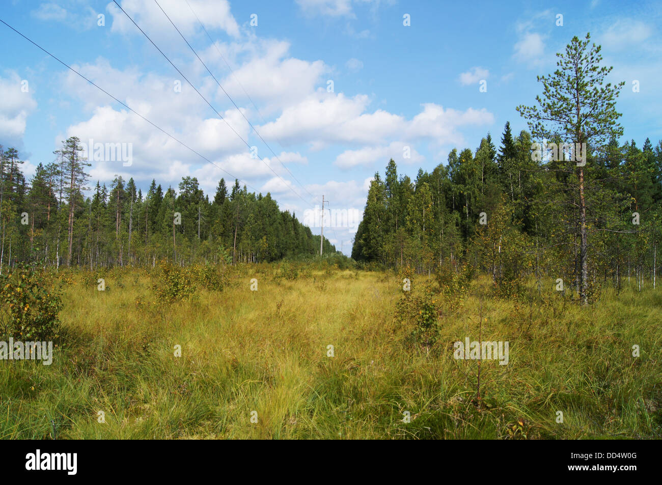 power lines in the forest Stock Photo - Alamy