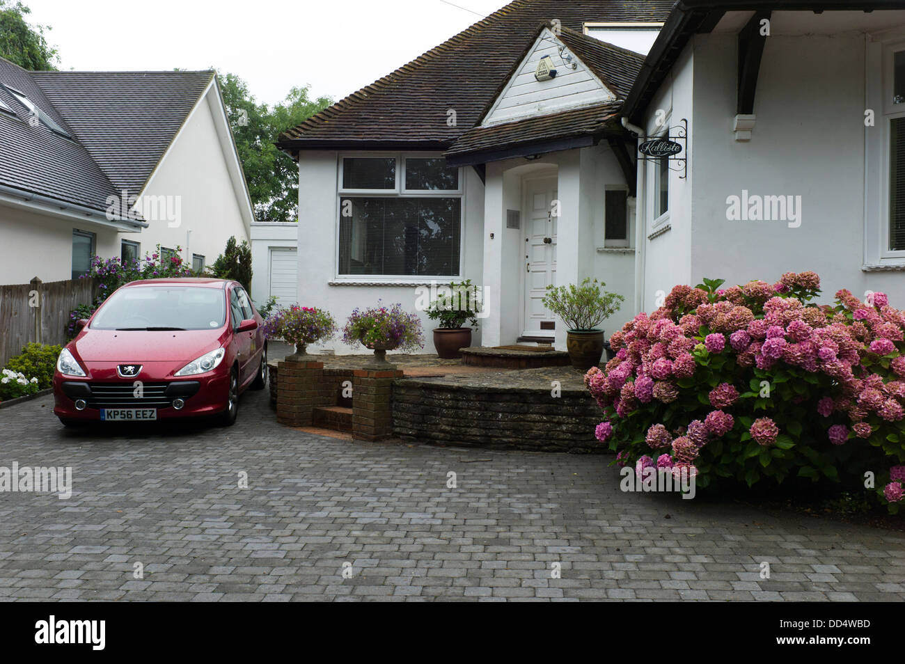 Neat suburban house, driveway, car, hydrangea Stock Photo