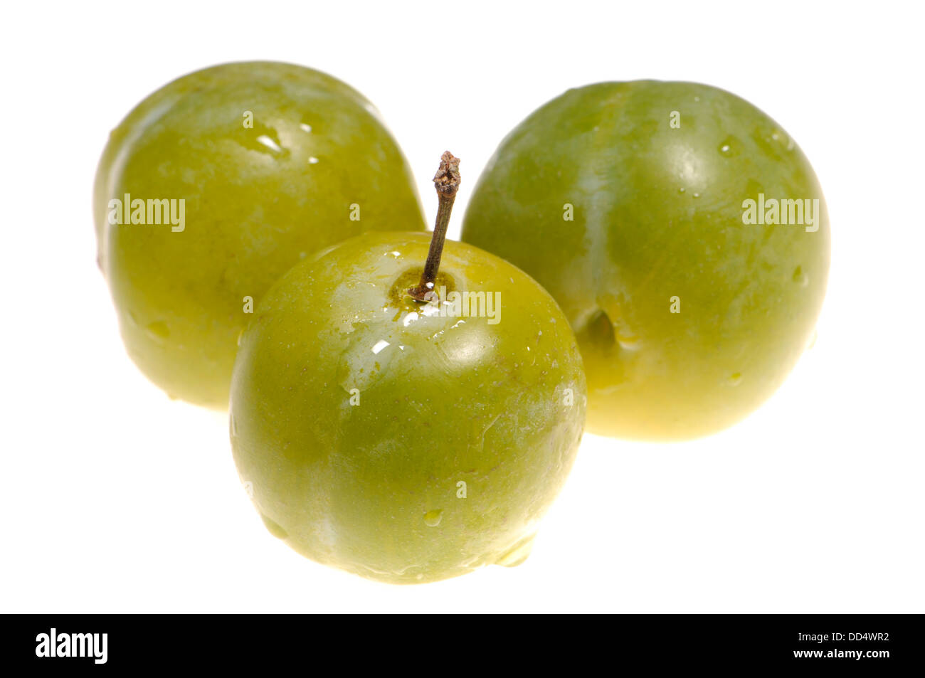 Greengage (green plum / Reine Claudes) Stock Photo
