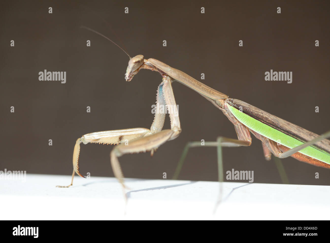photograph of a praying mantis Stock Photo