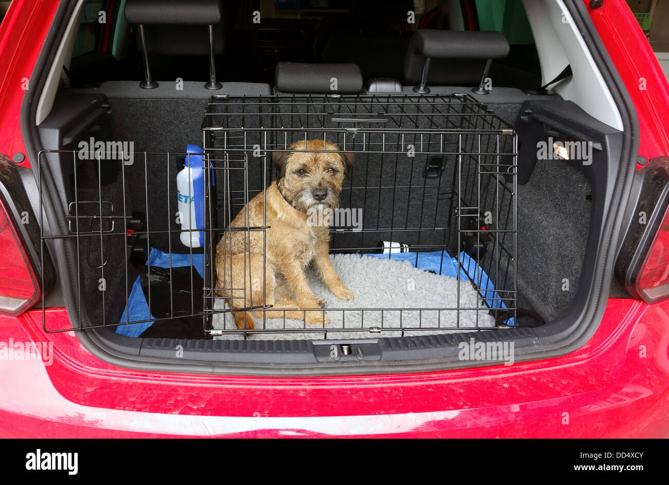 Border terrier dog in travelling cage 