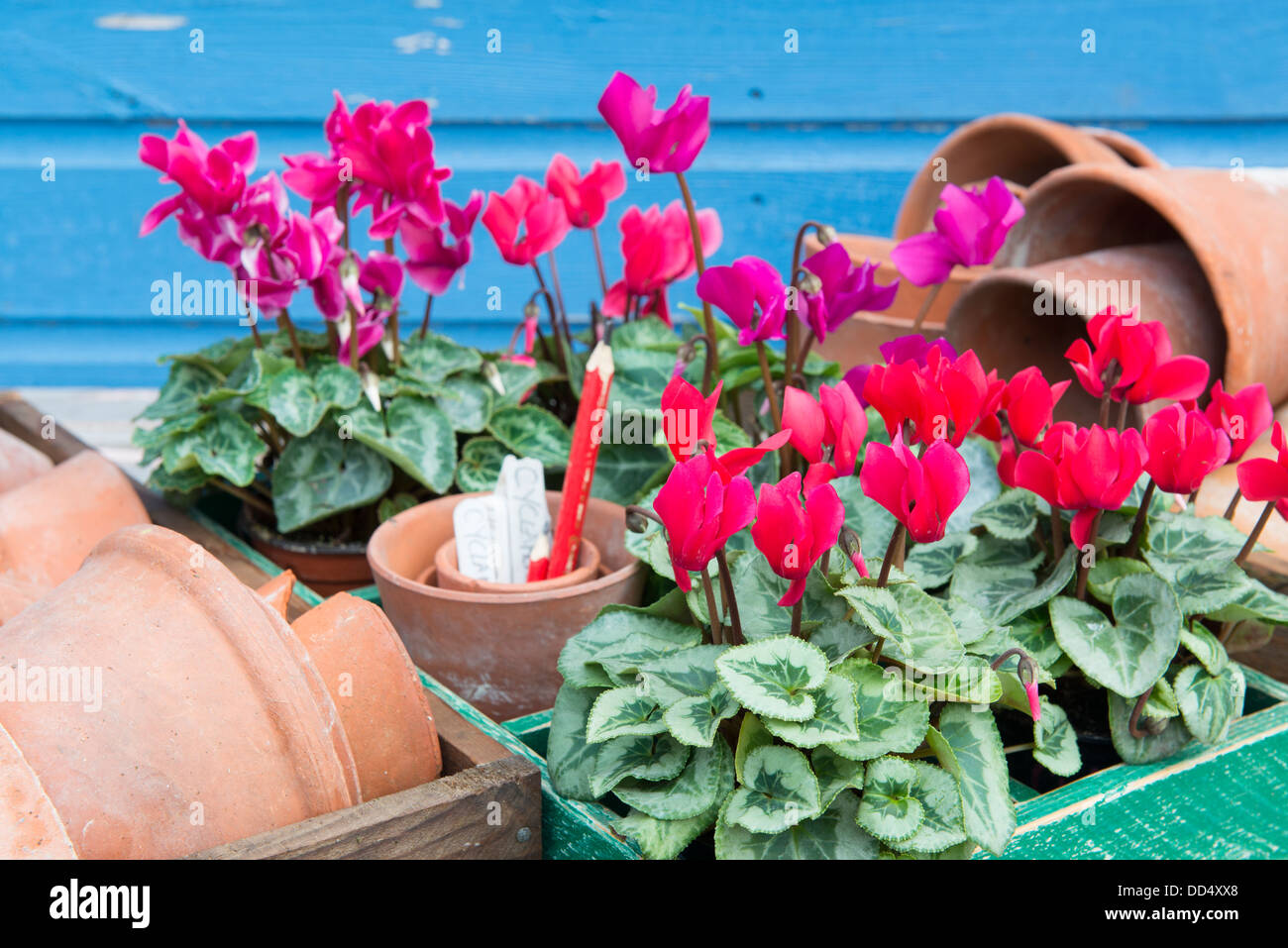 Still life of Hardy cyclamen, flowering, in pots ready for planting with plastic labels. Stock Photo