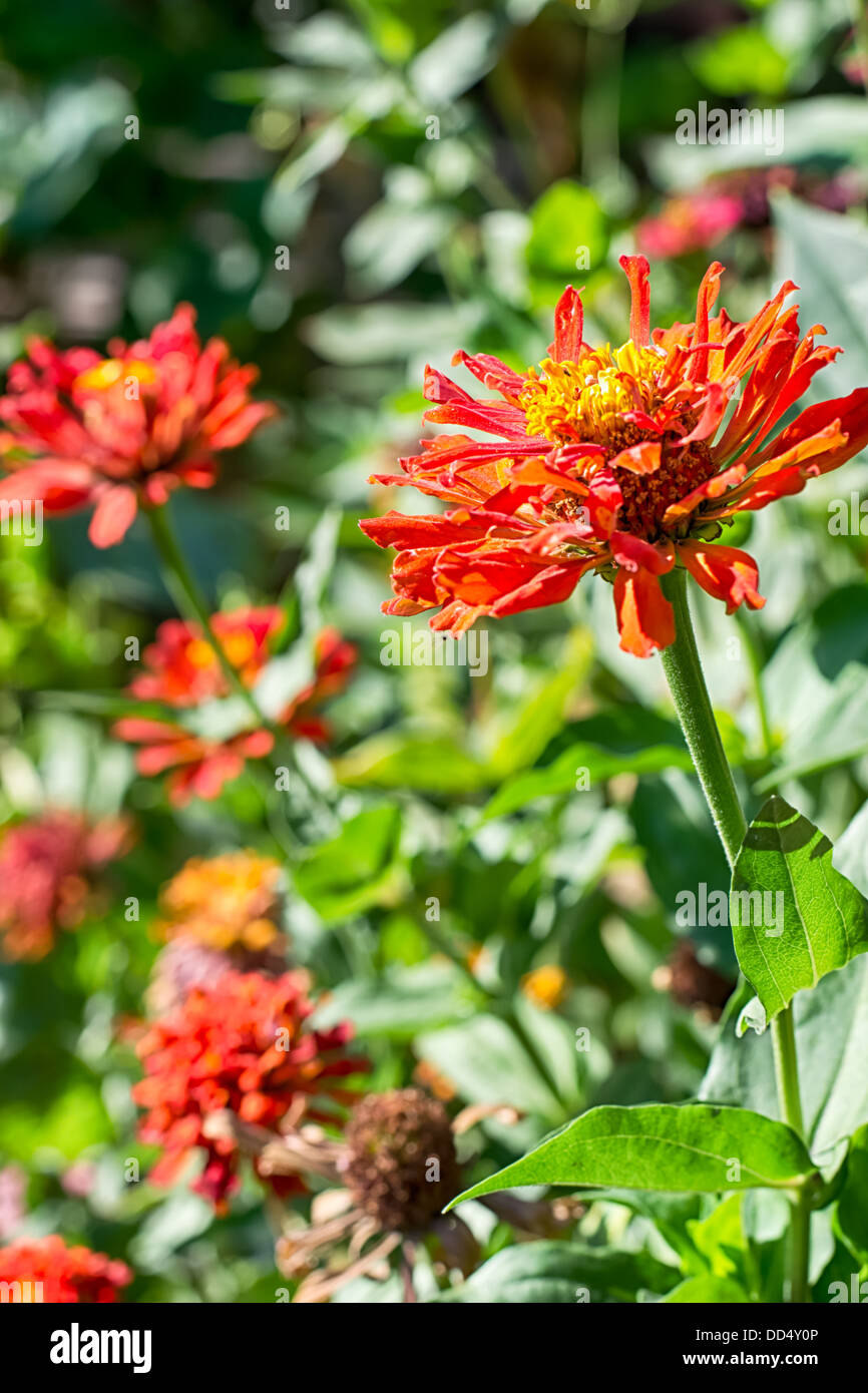 Wild flowers in summer Stock Photo - Alamy