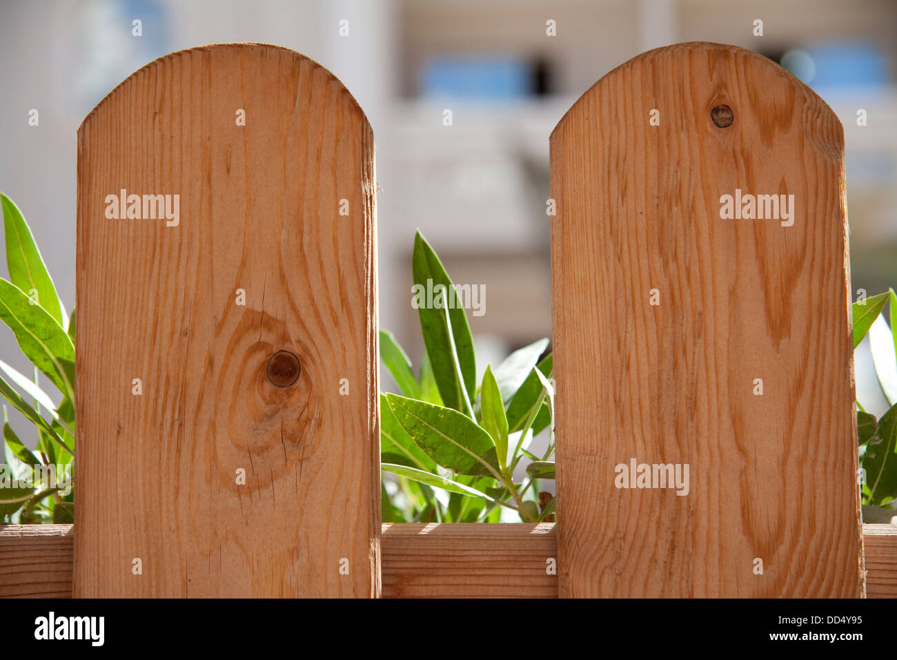 Garden fence with green plant Stock Photo Alamy