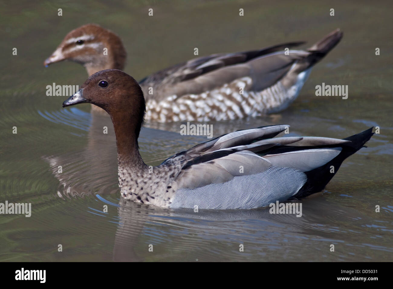 Australian Wood Ducks jubata), male and female Stock Photo
