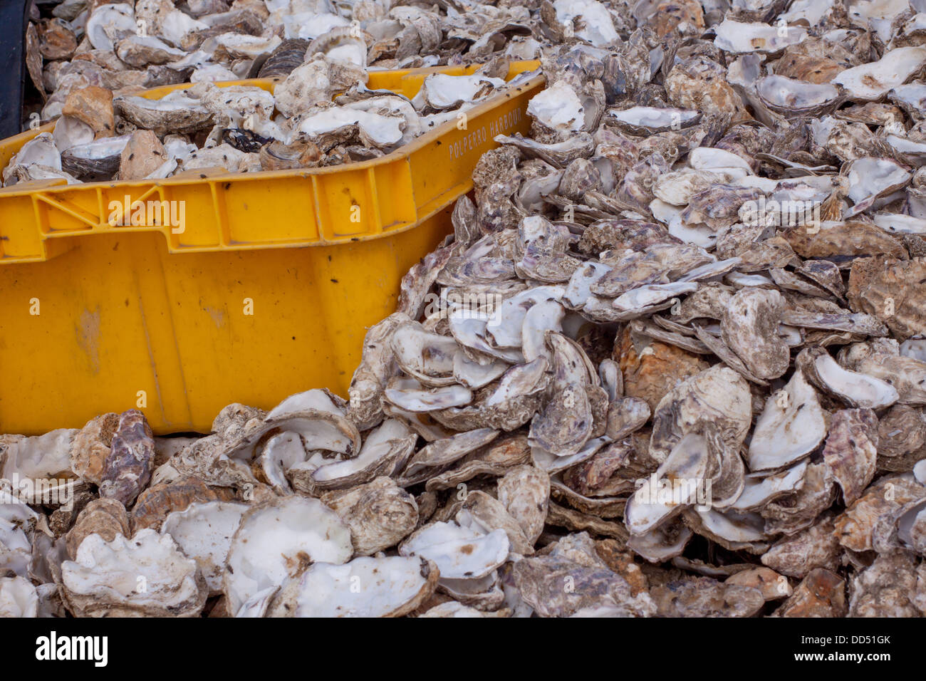 Large Plastic Shellfish & Oyster Containers for Harvesting