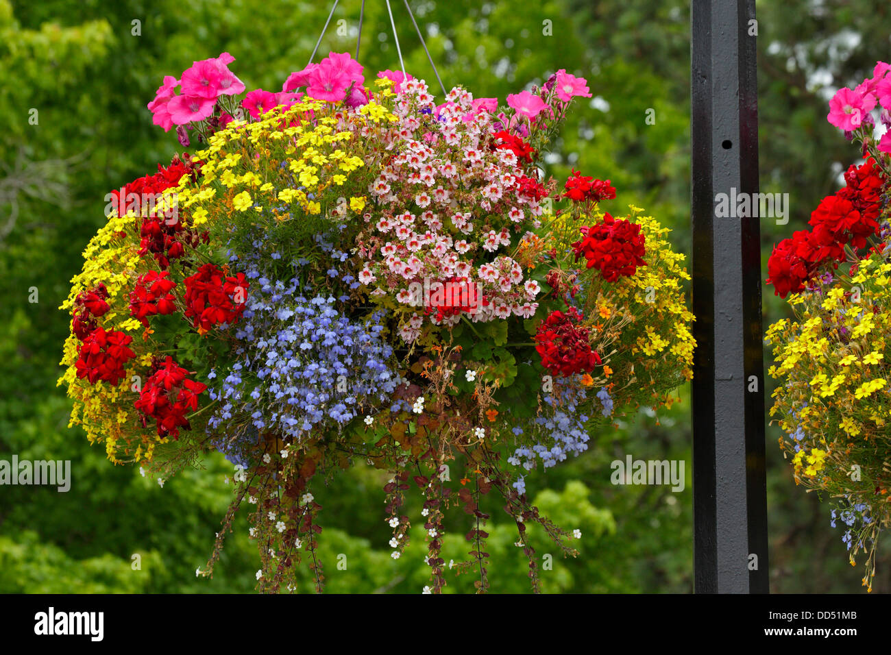 Renowned hanging flower basket in city of Victoria in summertime-Victoria, British Columbia, Canada. Stock Photo