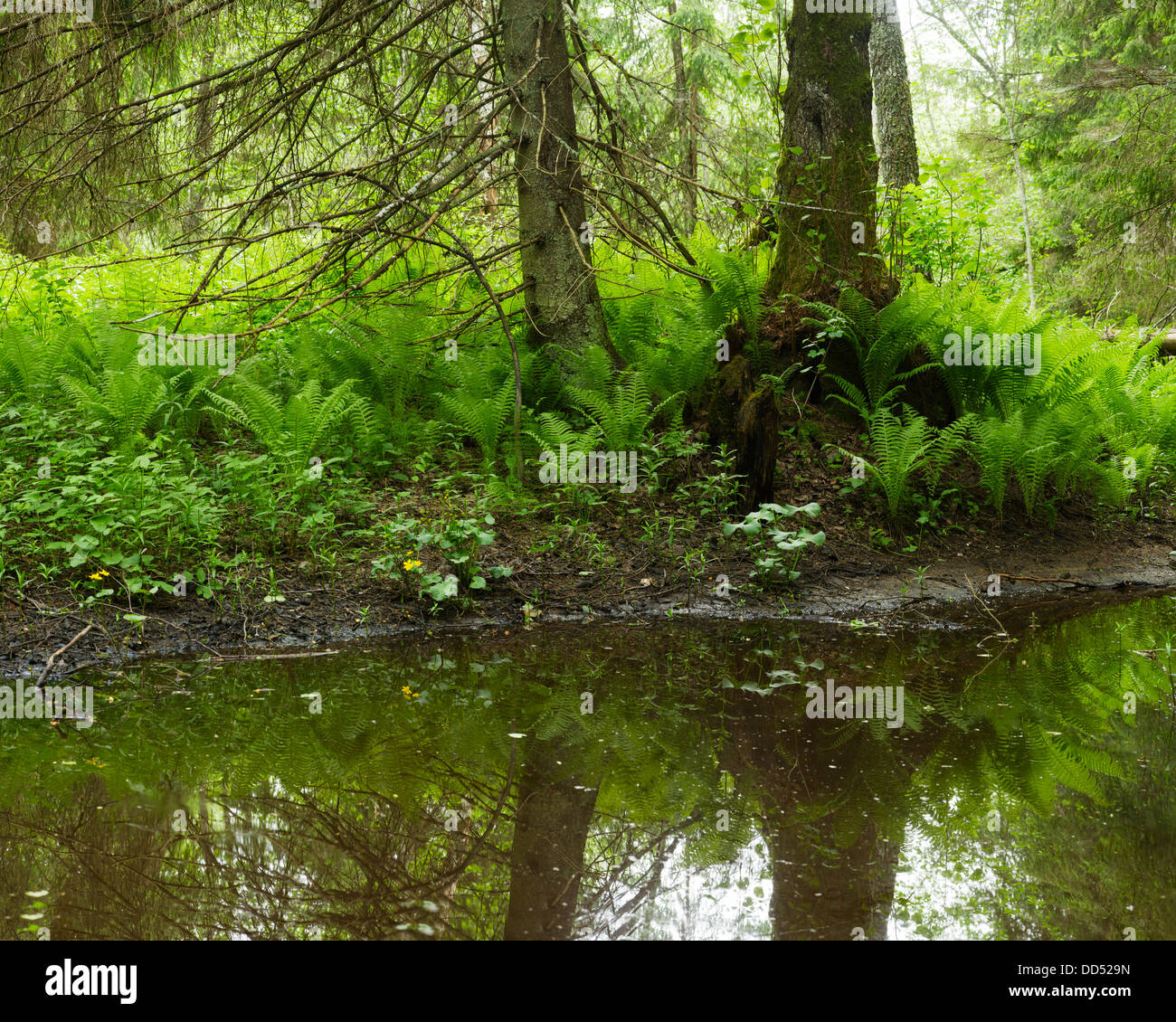 Ostrich fern Stock Photo