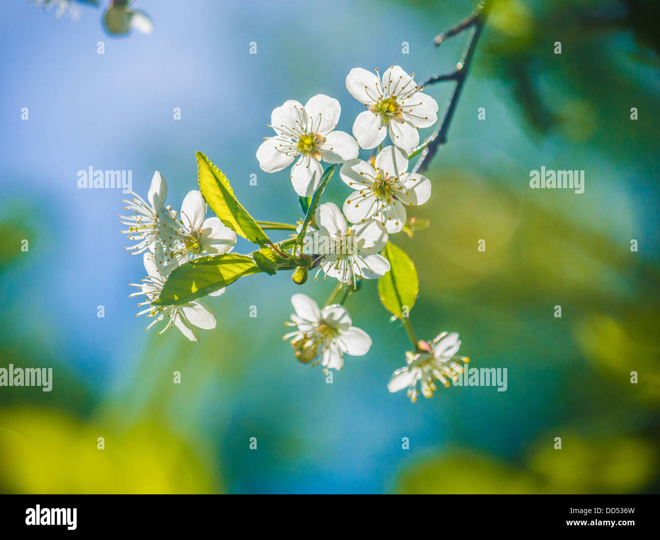 Beautiful cherry blossoms close hi-res stock photography and images - Alamy