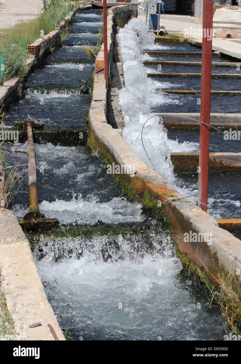 Different sized fish hires stock photography and images Alamy