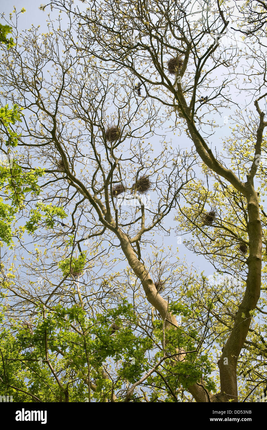 Crows nests hires stock photography and images Alamy